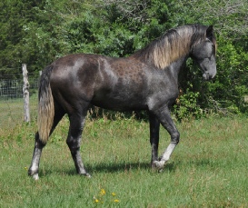 CW Arwen